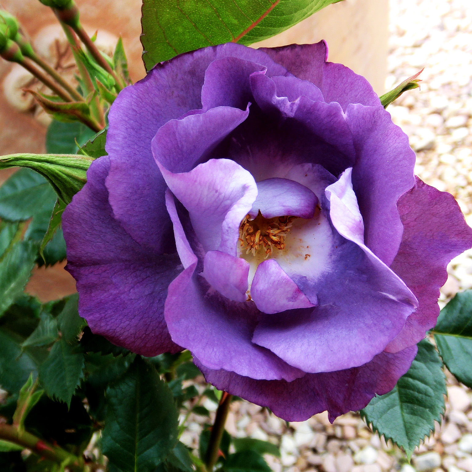 Blue For You