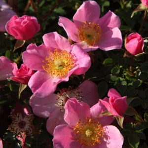 Rose David Austin – rosa Centre Stage, fiori semplici rosa dal centro giallo