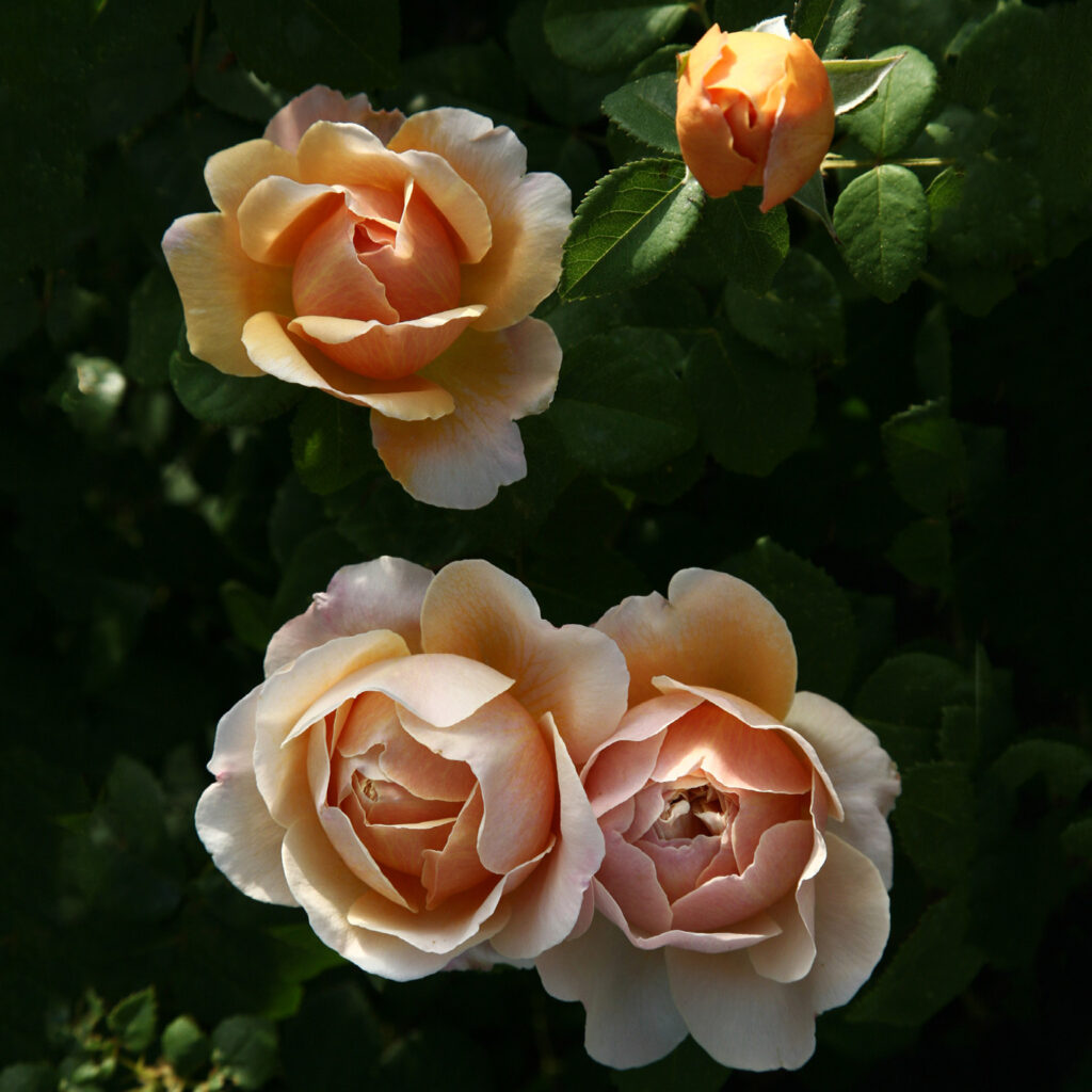 Rose David Austin – rosa Charles Darwin, fiori giallo ramato e bocciolo