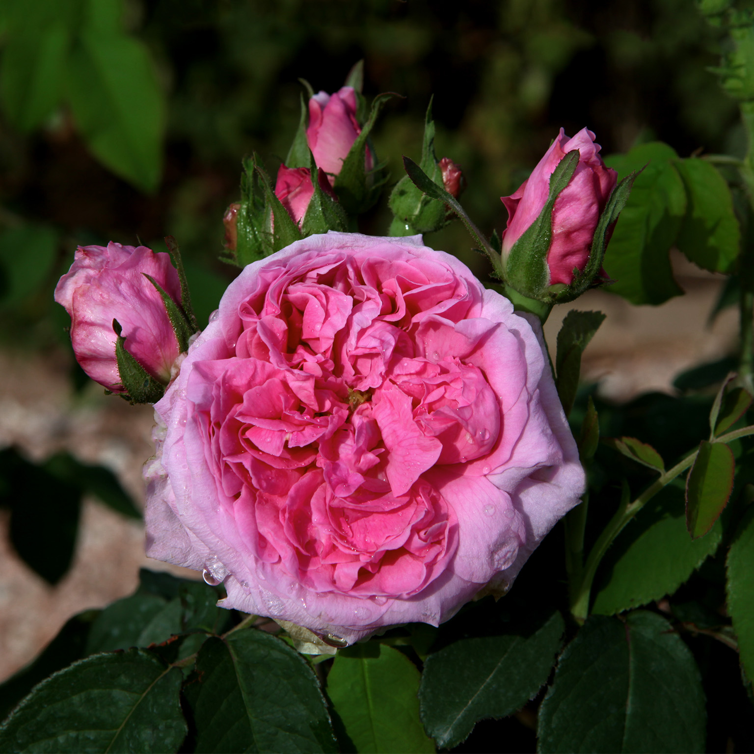 Comte De Chambord