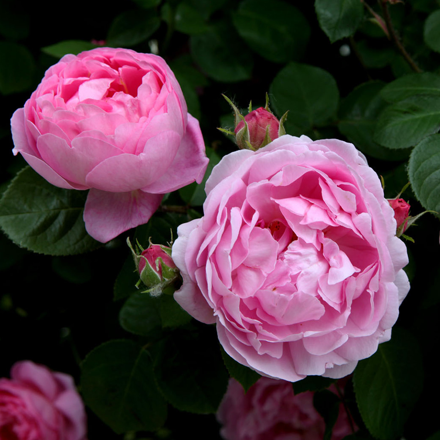Constance Spry