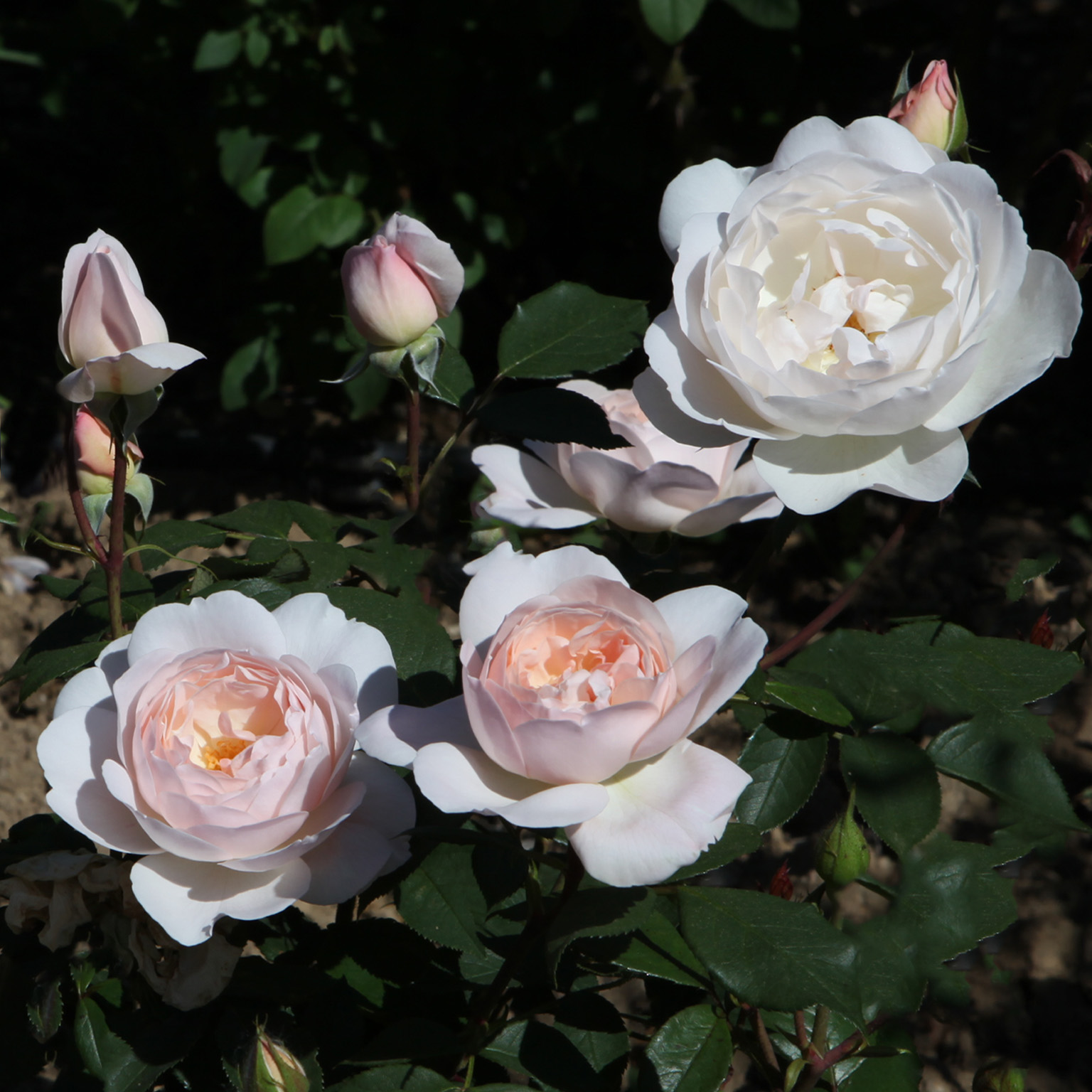 Desdemona
