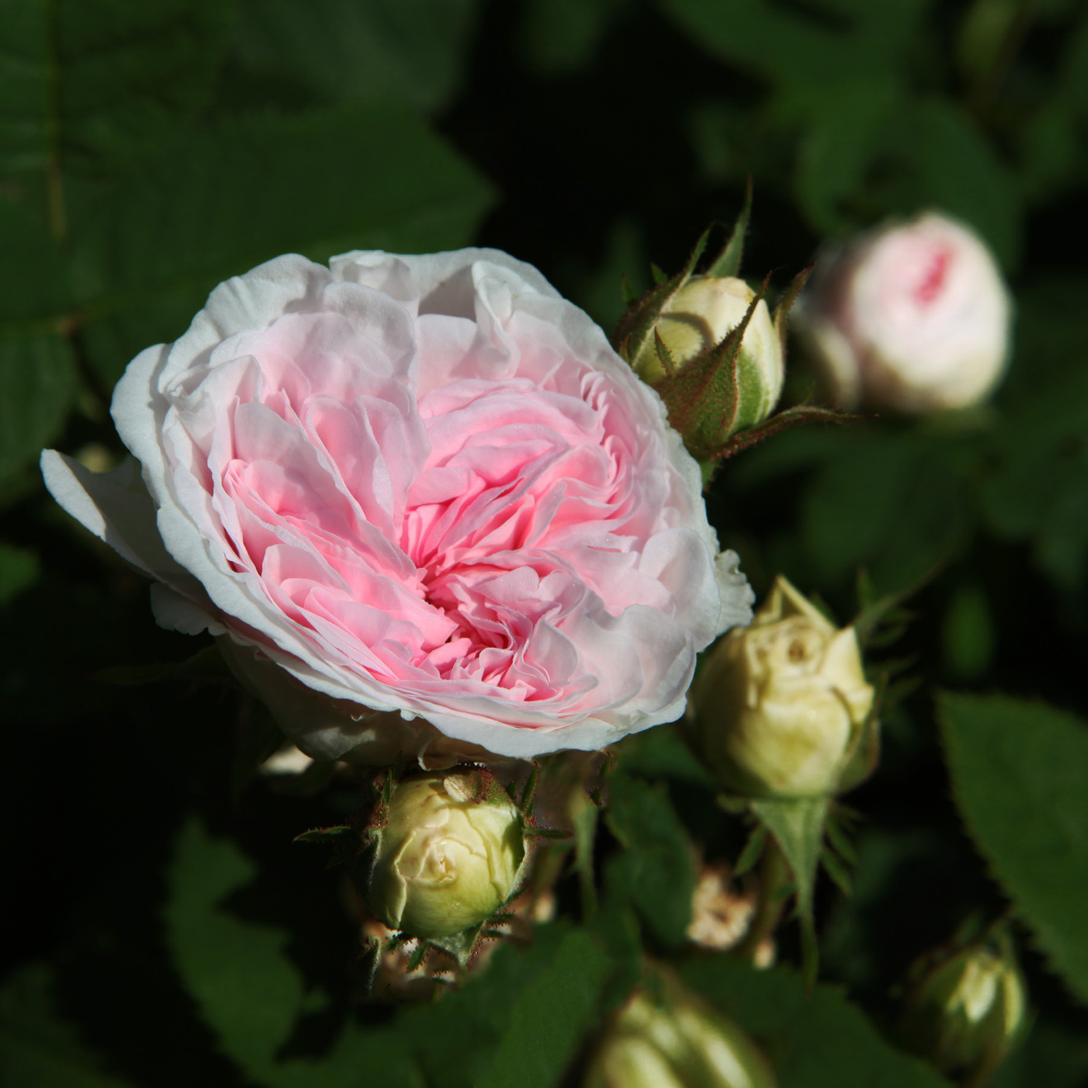Felicitè Parmentier