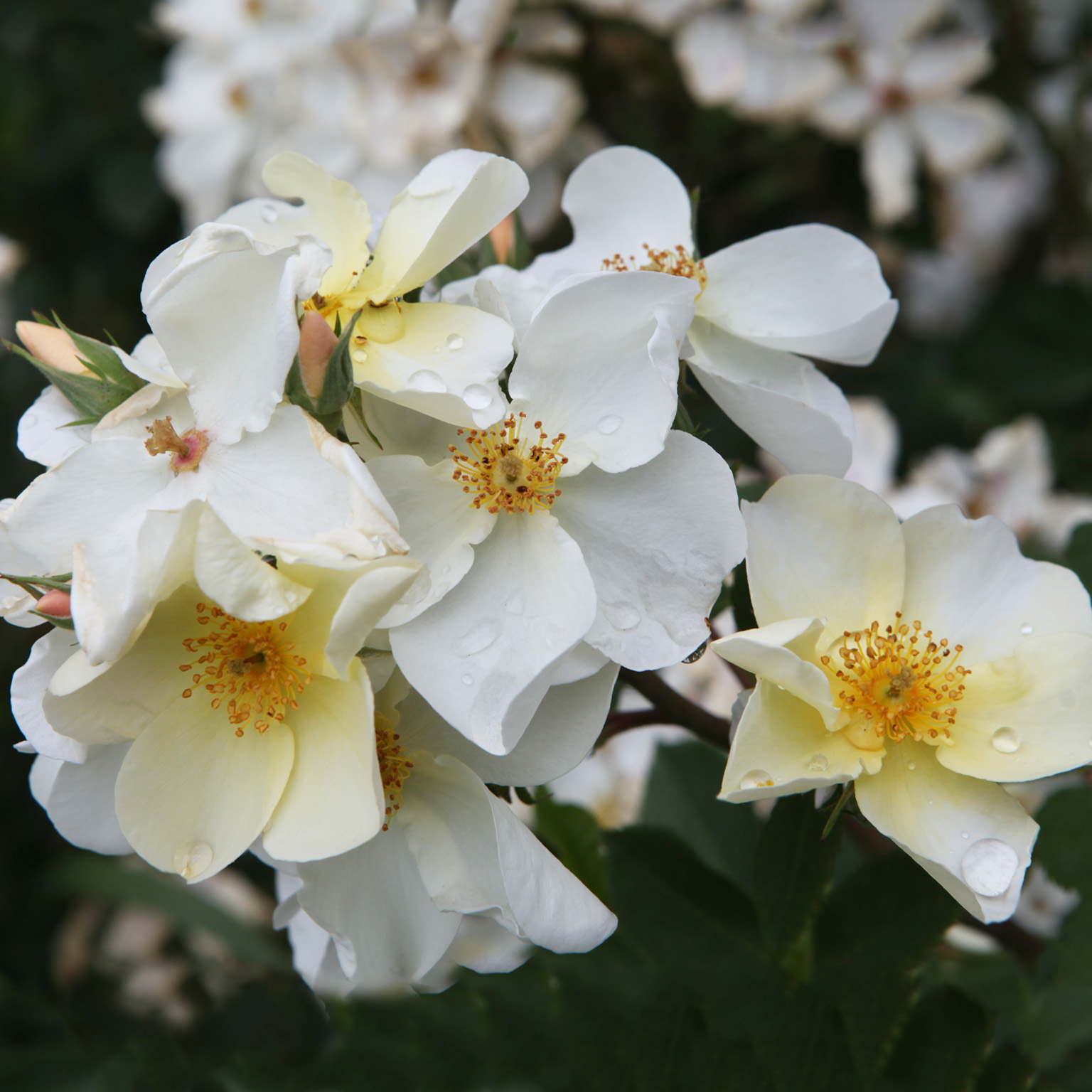 Kew Gardens