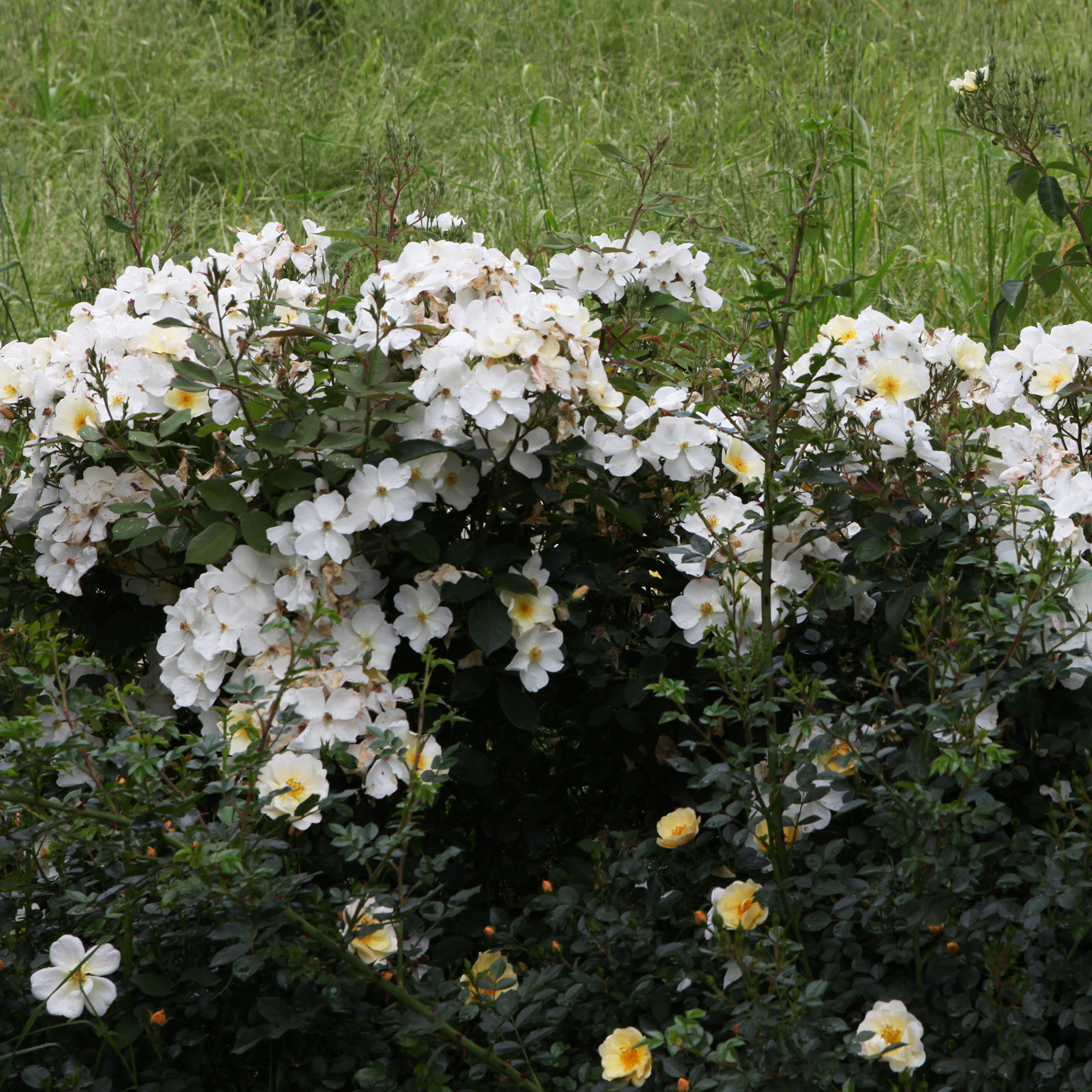 Kew Gardens