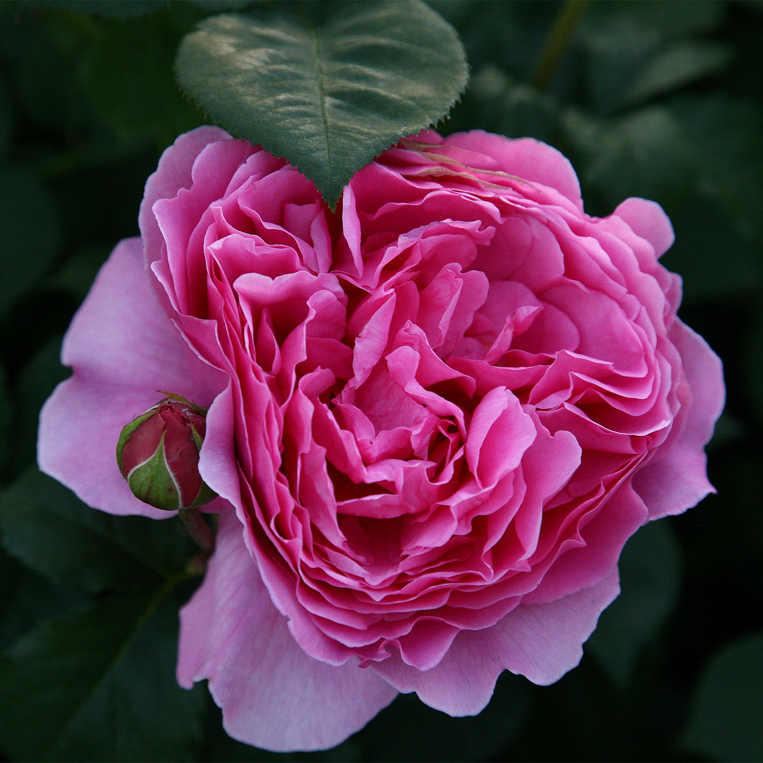 Princess Alexandra of Kent