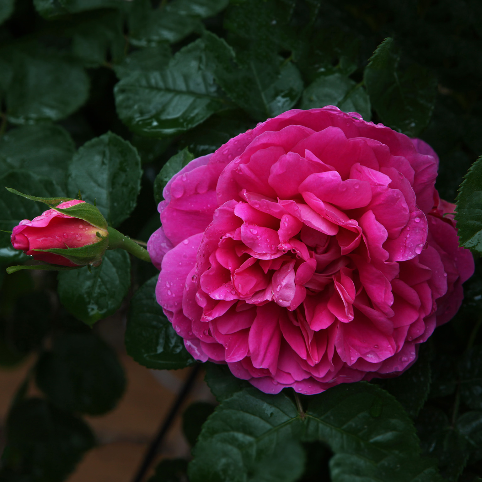 Princess Anne
