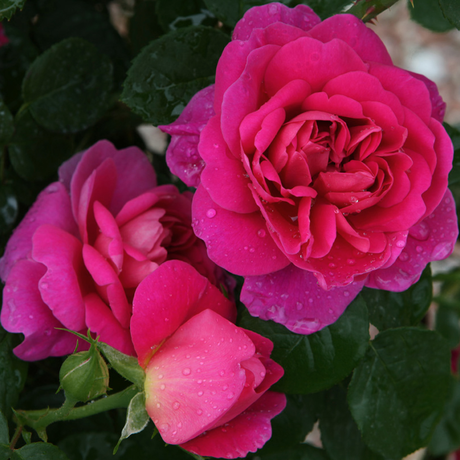 Princess Anne