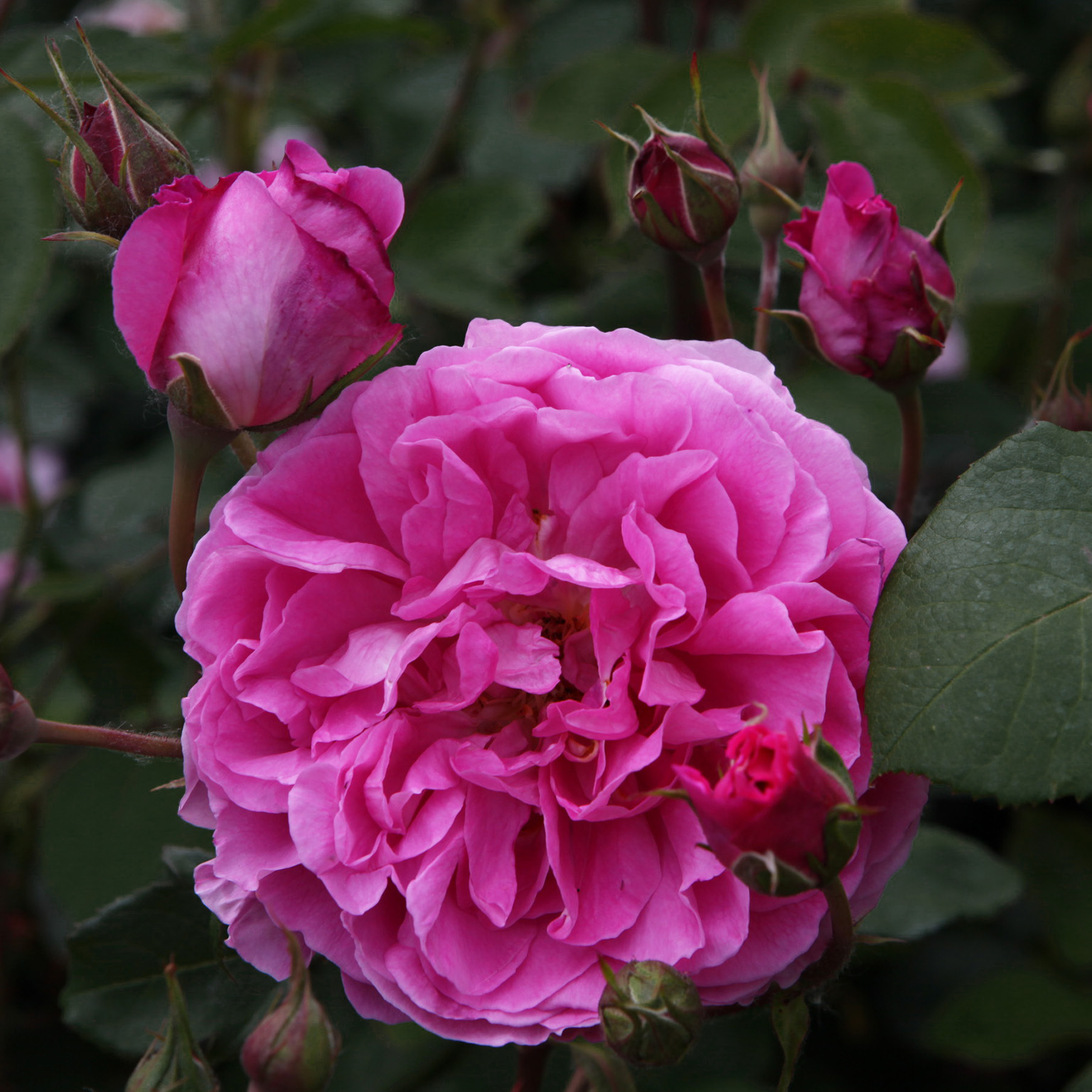 Princess Anne