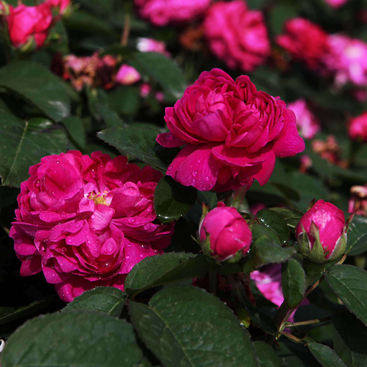 Rose de Rêscht