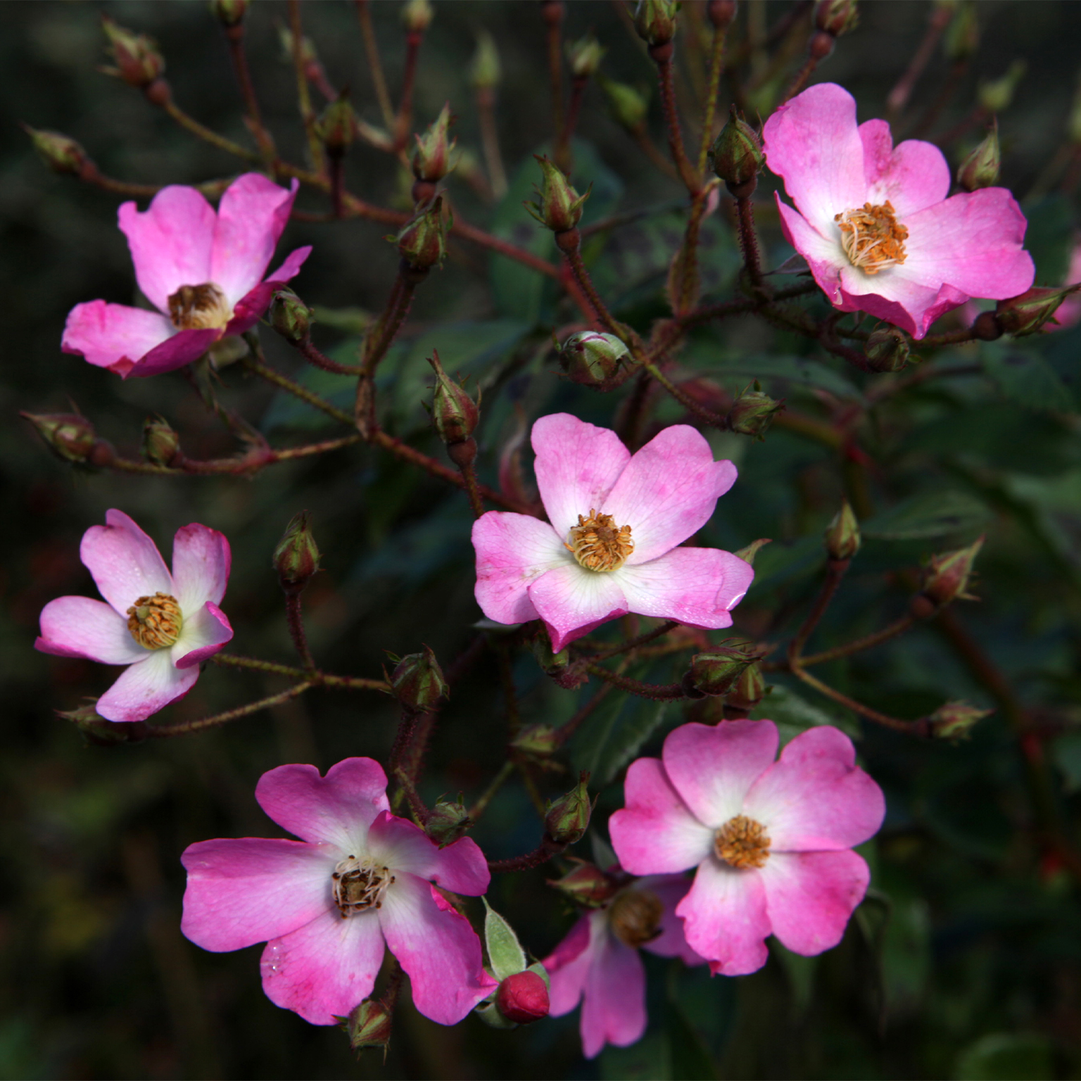 Scented Carpet
