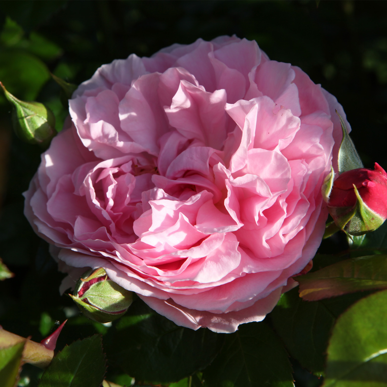 Strawberry Hill