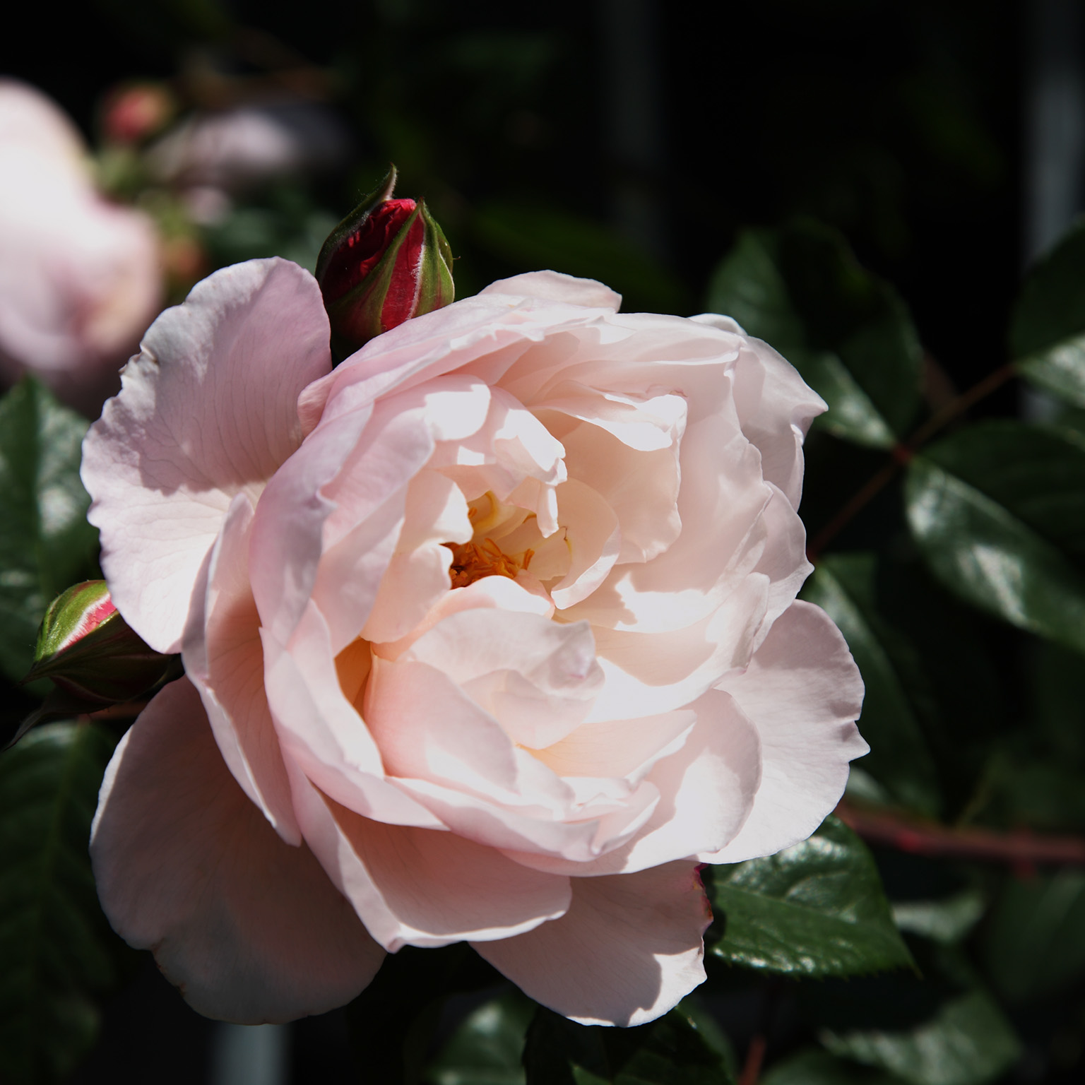 The Generous Gardener