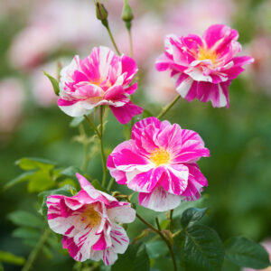 The King's Rose
