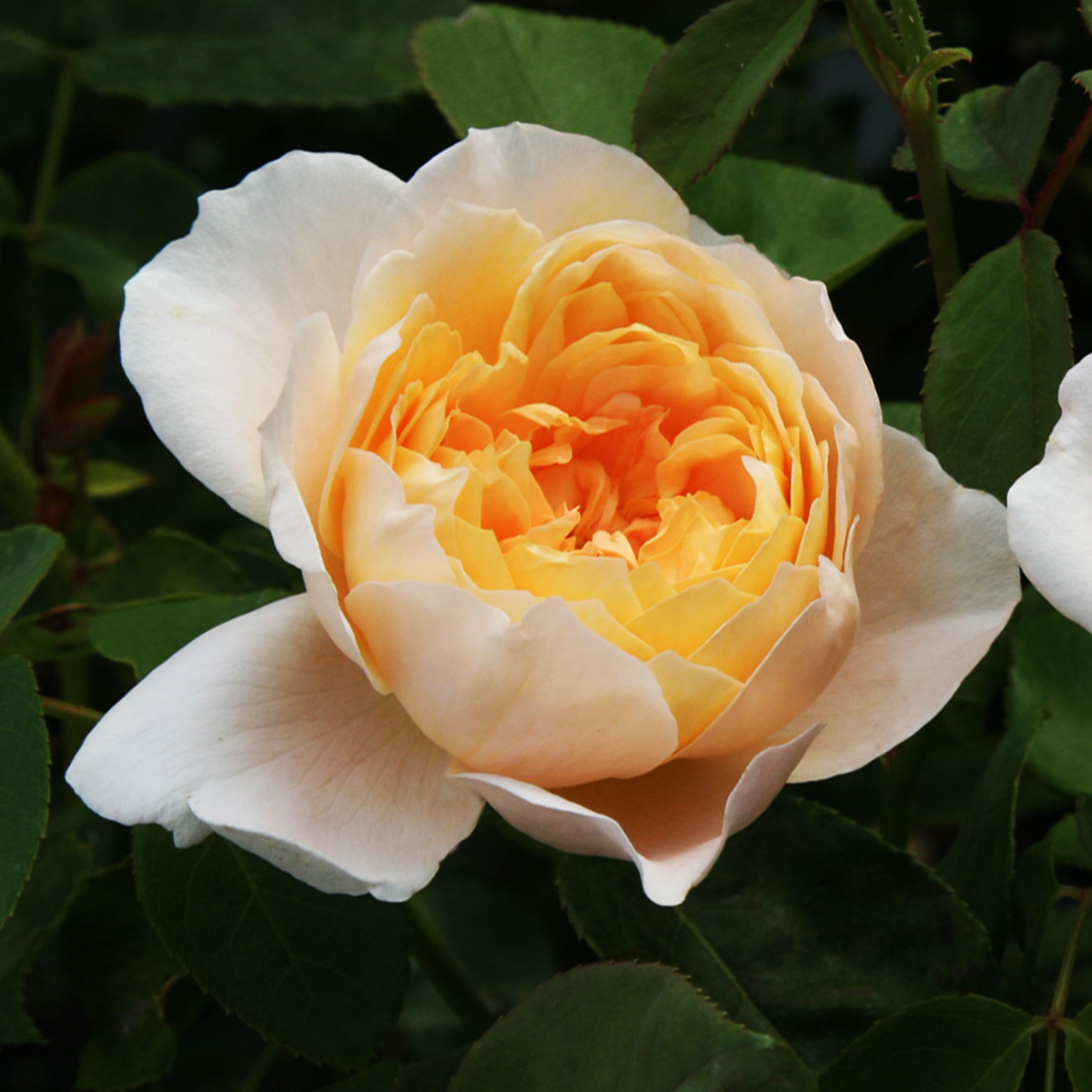 The Lady Gardener