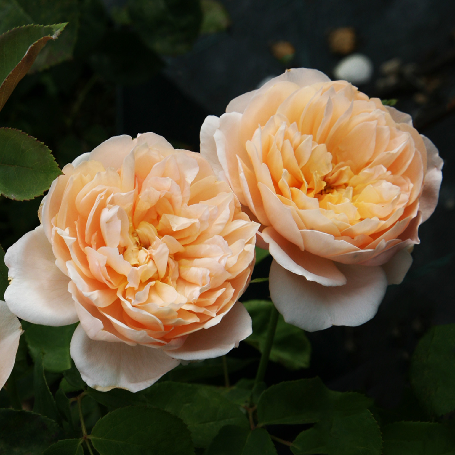The Lady Gardener
