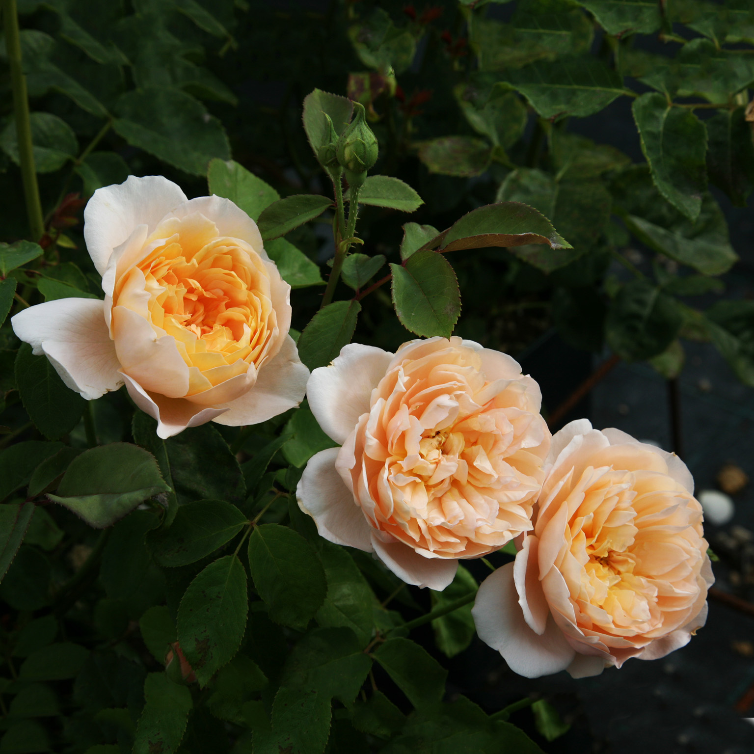 The Lady Gardener